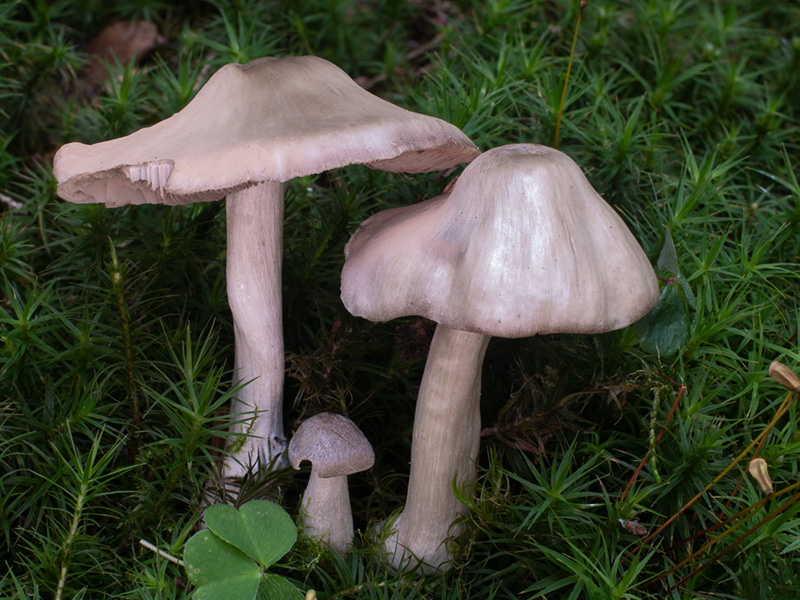 Entoloma turbidum